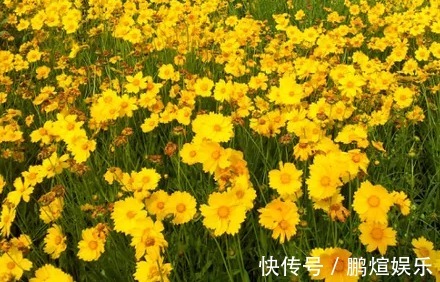 这些菊花是天然的香水,开花后比香水还香,耐寒耐旱易成活