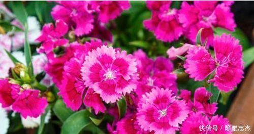 四种花适合放在客厅,长势好、花色艳,雍容华贵,养护简单!