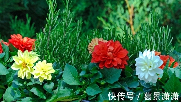 百合花|养这7种花,预算够就买好的,预算不够干脆别买