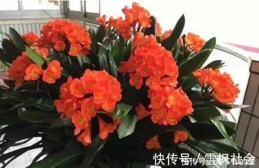 把它倒在花盆里,君子兰疯长如野草,一次能开30多