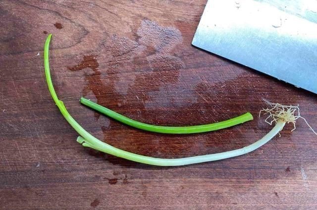 白菜|日本人每天必吃的“长寿菜”,我国产量大却很少吃,钙量比牛奶高