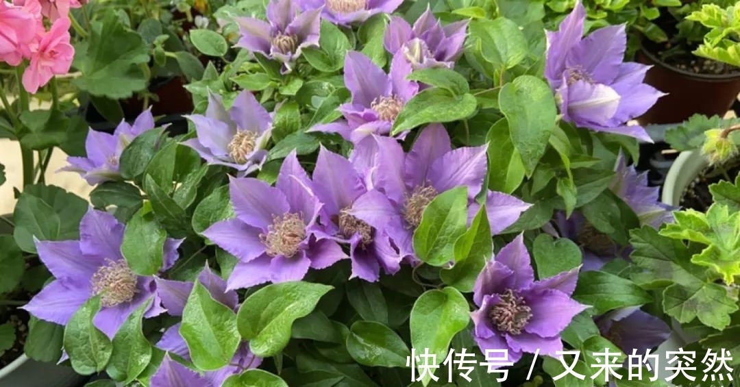 入冬修剪，这9种花，剪错不开花、杆子会枯死