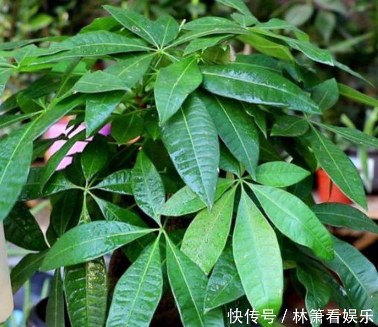 正月二十八,家里养上4种花,旺财又养人,养好了顺风顺水