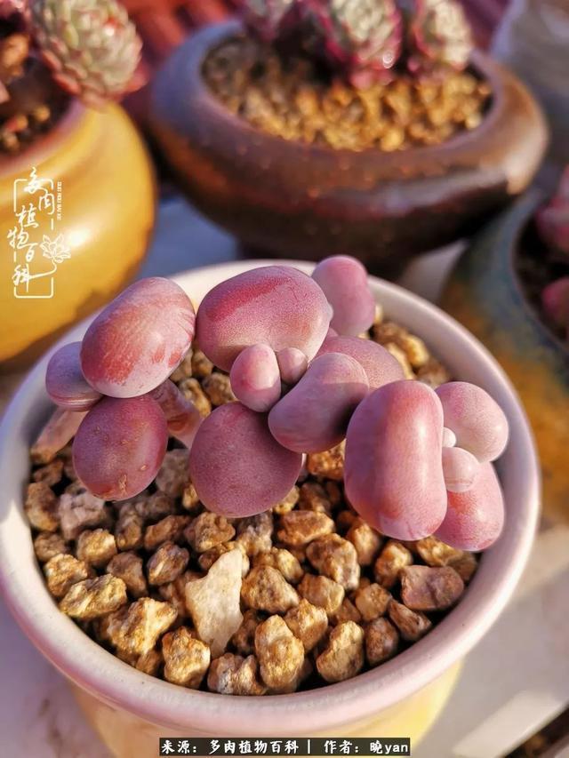 养多肉近四年,一路的走来,阳光总在风雨后!