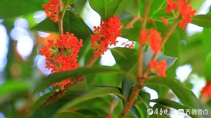 齐鲁壹点|中秋节最香的花丛！济南植物园丹桂丛花开香飘醉人