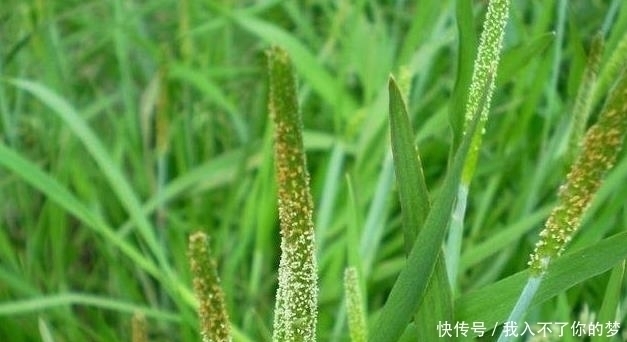 野生植物|它是治疗脚气“特效药”,学名“麦娘”,农村到处是,遇到请重视