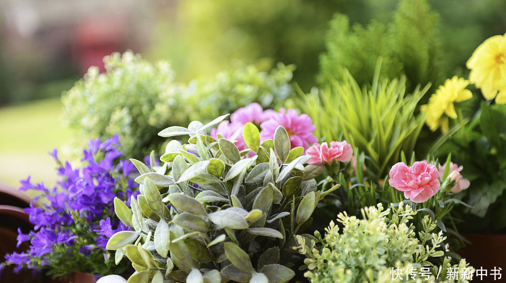 矿泉水瓶|花盆里撒上这两样东西，不生虫不黄叶不烂根，还能疯长爆盆