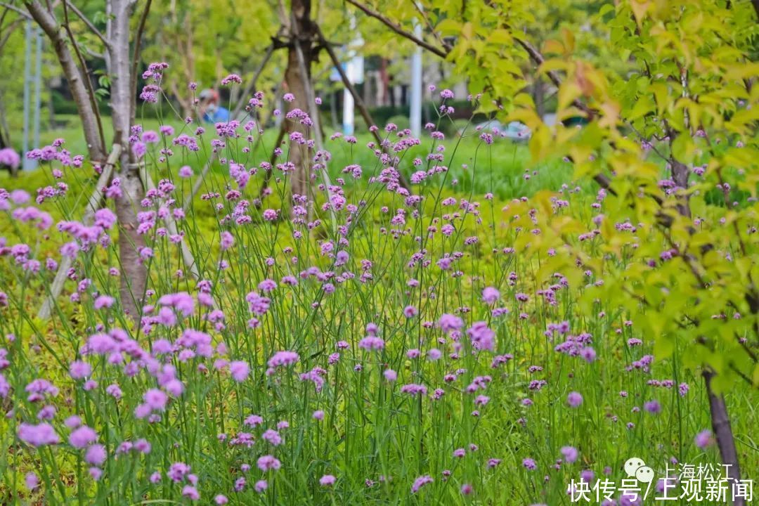美翻 松江初夏里的夢幻紫 在家門口就能免費打卡 中國熱點