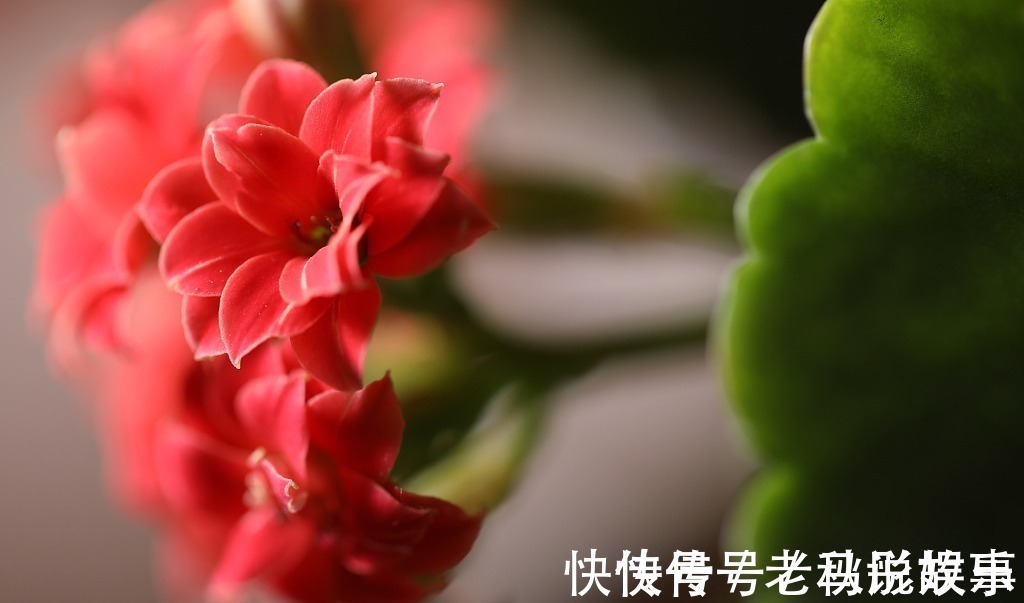 长寿花|长寿花盆底垫点“它”，植株快速生长，花期一到就爆盆