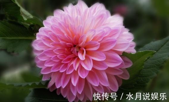 花色|这款植物全年开花,花色艳丽喜庆,比绿萝还好养,清香优雅