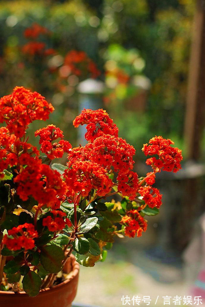 电视机|养长寿花,这三个位置就是“死亡之地”,放一盆死一盆