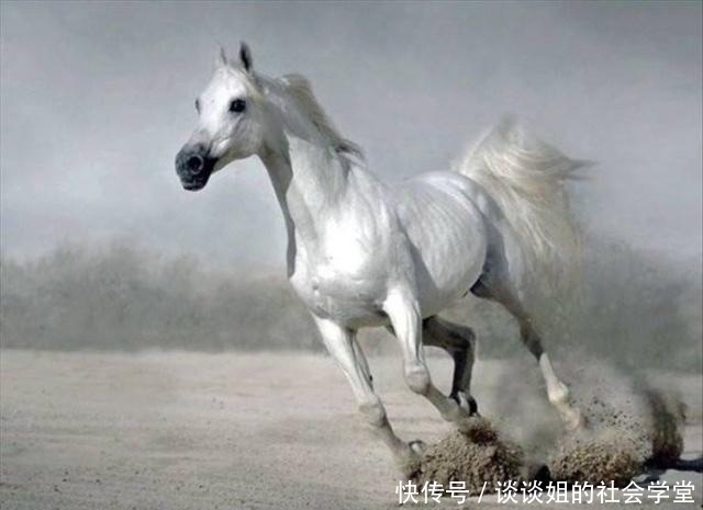 人参果|悟空怎么不多打一个人参果给白龙马?不是忘了,看孙悟空做了什么