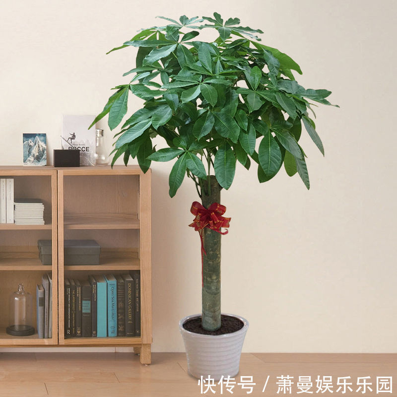 浇水|8种“漂亮花”,冬天要“虐着养”,越虐越健康,不然很难过冬