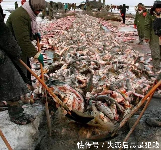 冬捕|辽金查干湖冬捕,千人扯网捞出头鱼,卖出85万天价,喜人