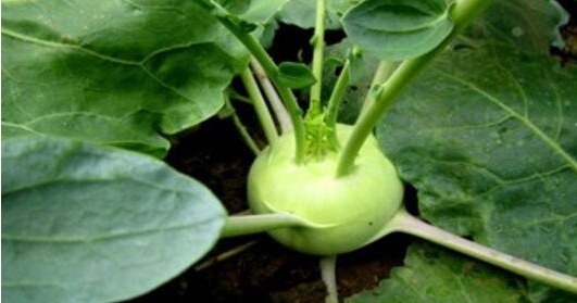 食物|想长寿，平时坚持吃4种食物，排毒抗衰，保护肠胃，越活越年轻