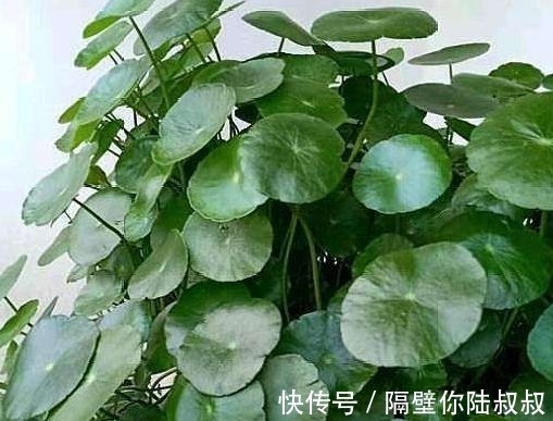 怎么回事|刚买回家的花卉,没几天就黄叶了,这是怎么回事