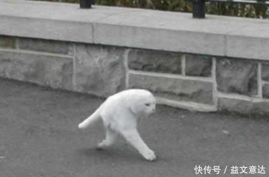日本|日本小哥做恶搞手办，两脚走路猫太魔性，看到站立猫网友笑出声