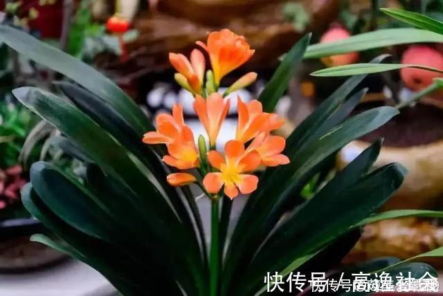 人养花,花也养人,这15种花,越养家里越干净