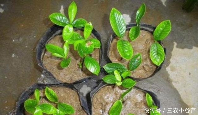 这是“天然”生根剂，路边捡一把，泡在水里，生根快速，浇花也旺