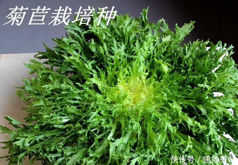 野生苦菜知多少，看图识苦菜