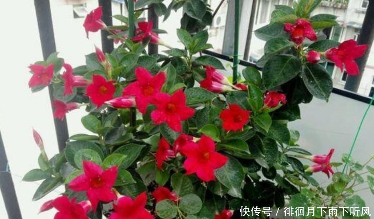 4种花是“开花大户”，花朵大花期长，比牡丹还美，年年开花美翻