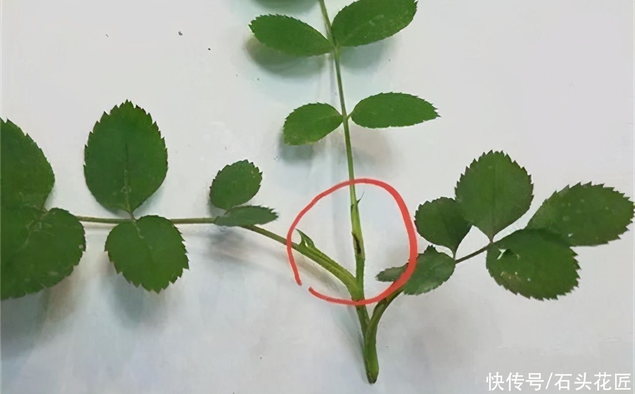 春天养月季，最怕长出“1种芽”，看到了赶紧剪，留着不会开花