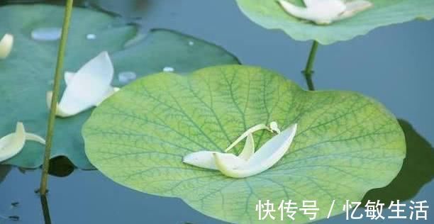 中老年人|高血压最怕的几种”天然食物“, 经常吃一点, 血压平稳更健康