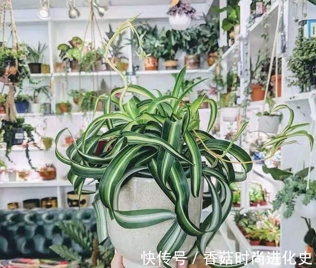 吊兰长成“大波浪”，还以为这是烫发了，其实就叫卷毛吊兰