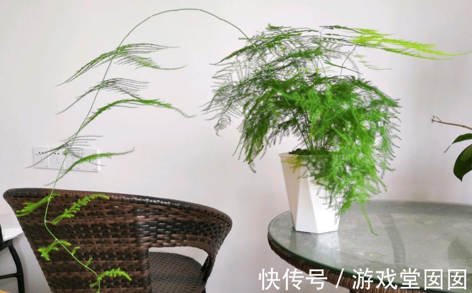 文竹不是竹,却有竹的气节,室内盆栽多注意3点,长得枝叶繁茂