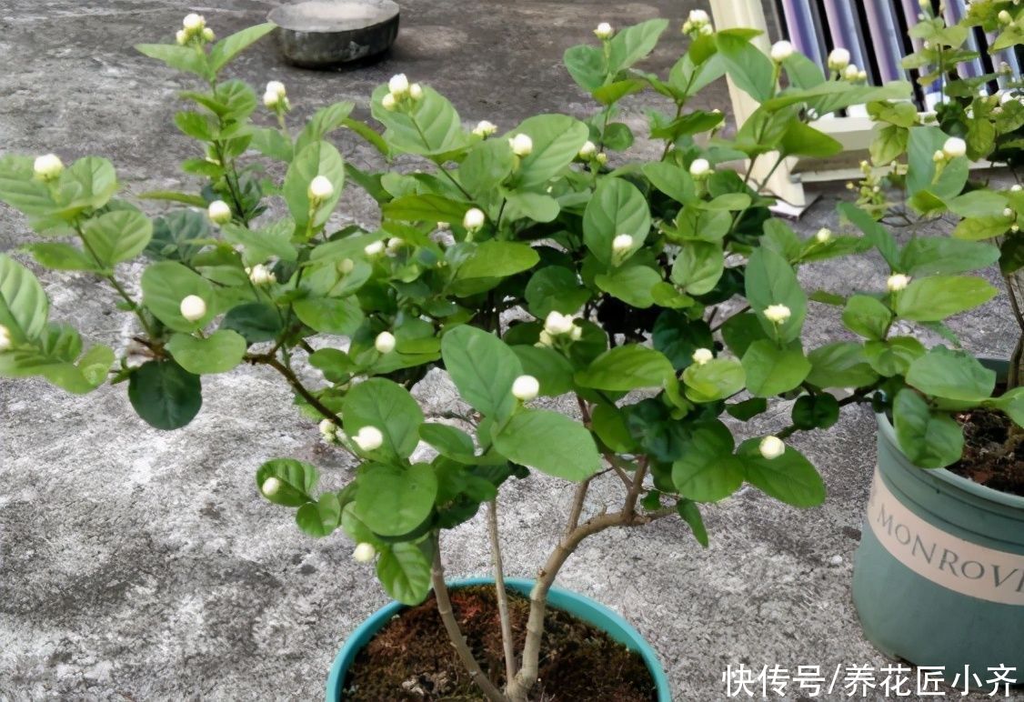 茉莉花黄叶开花少？现在开始做好“三足”，叶子油绿，开花到冬季
