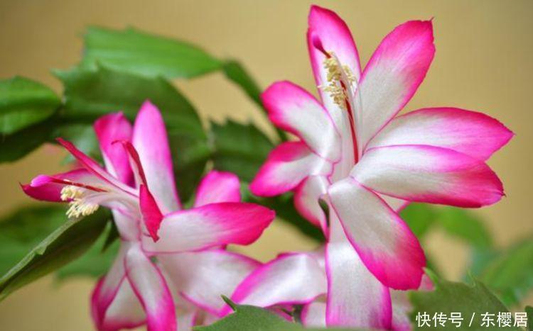 易爆|四种花常年开花易爆盆,被称为花卉界的劳模,谁见了都想养!