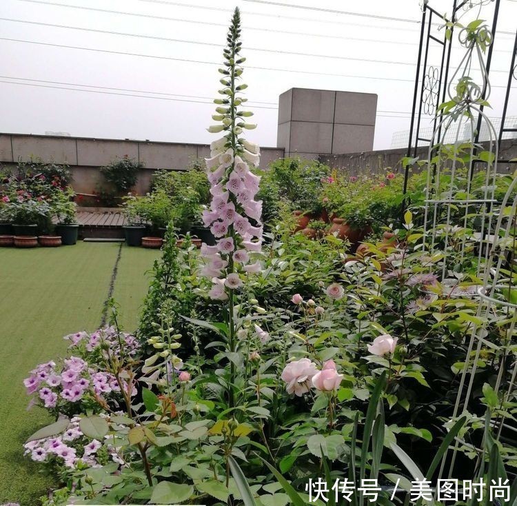 菜地|2年前买了个300㎡的露台，打造成屋顶花园，过上了田园生活