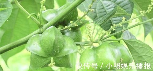 养生|女人想养生,多吃以下食物,促进肠胃蠕动,预防便秘,更显年轻