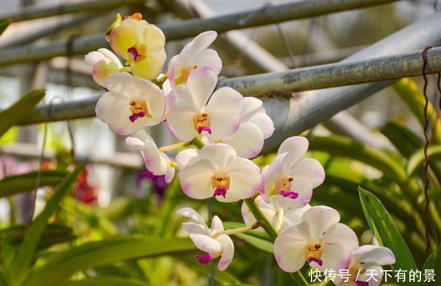 曾经看过了几种兰花?来这里可以让您大开眼界