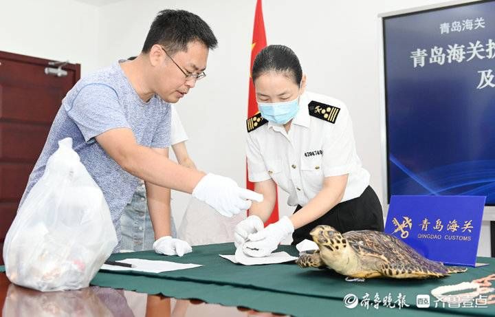 玳瑁|搬家！青岛海关查没的404件水生野生动植物制品拟进博物馆