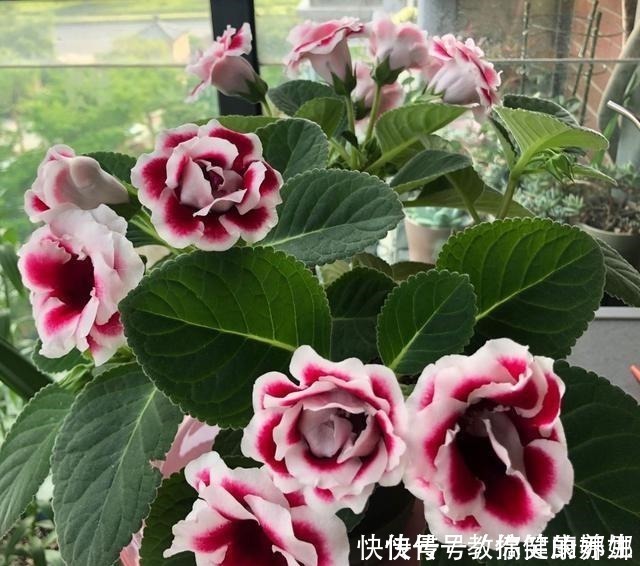 绿萝|七种耐阴的开花植物,好养如绿萝,花期不短,适合室内、北阳台养!