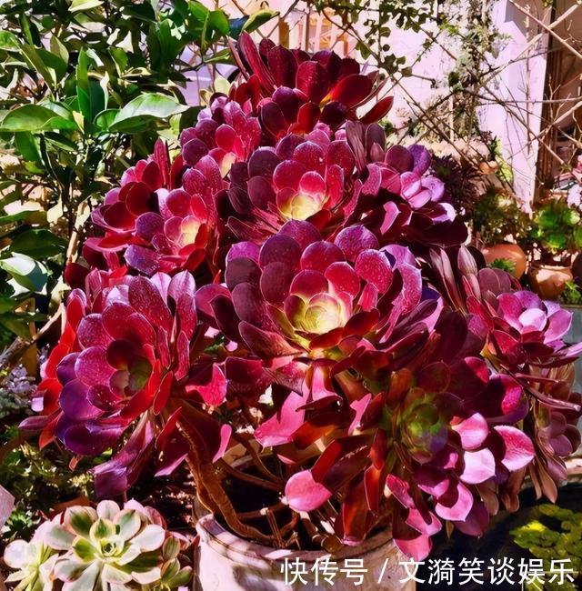 叶片|想让法师快“上色”?现在只需做“2步”,1周就能出状态