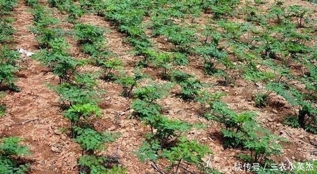 人参|村民们叫它“土当归”,药用价值媲美“人参”,晒干能卖约5千元