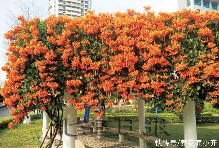 5种花是“爬墙高手”，多见光，别缺水，半年长成“花瀑布”