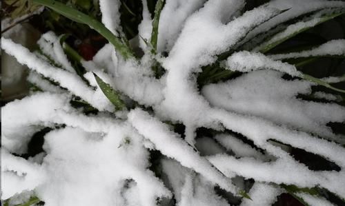 这10种花超级怕冷，再不搬进屋，小心只剩下盆了