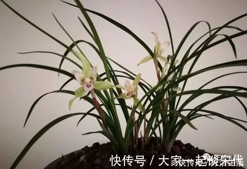 根壮|兰花适合“懒养”,这三点别做太勤快,才会根壮叶绿,花开不断!