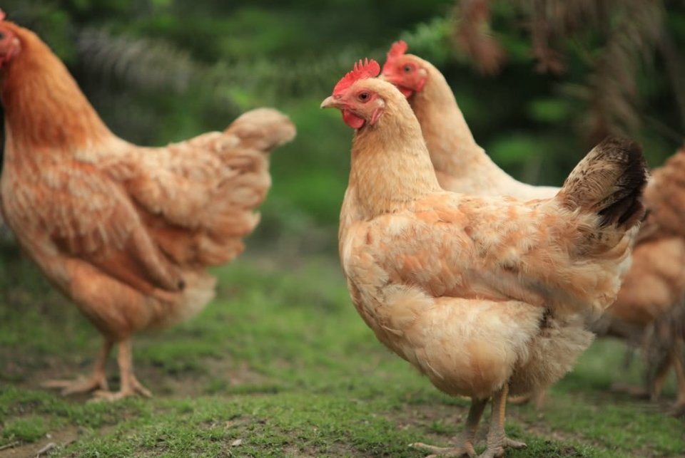 鸡汤|炖鸡汤别傻傻放那么多调味料，只放这一味，鸡汤原汁原味，贼好喝