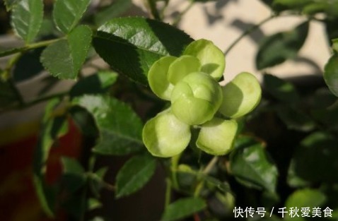 10个最奇葩的月季品种,你可能一个都没见过!