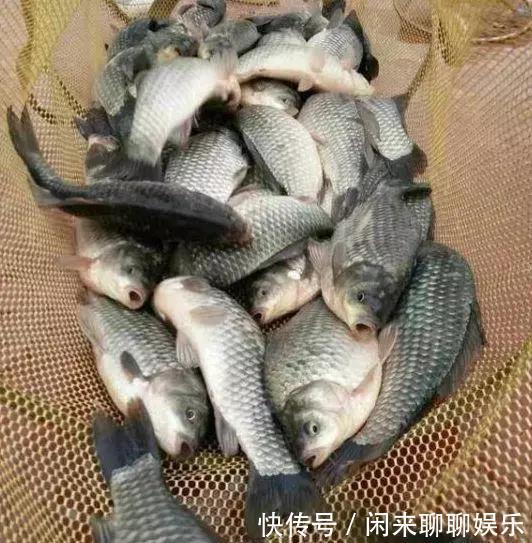 钓鱼高手教你如何搓饵钓大鱼,即使闹小鱼,也不会在害怕了