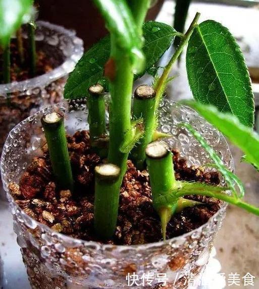 垃圾桶中容易“捡到”的3种花，1分钱不花，养出几十盆，花开爆盆