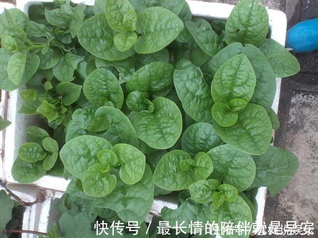 种菜|阳台上最好养的“3种菜”，种一次，吃不完，收获一盆又一盆