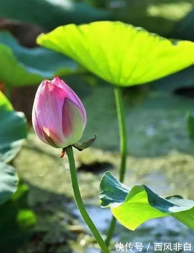 学说|黄帝内经:诸病皆由心病起,心若安时百病消。再论真气精神之根源