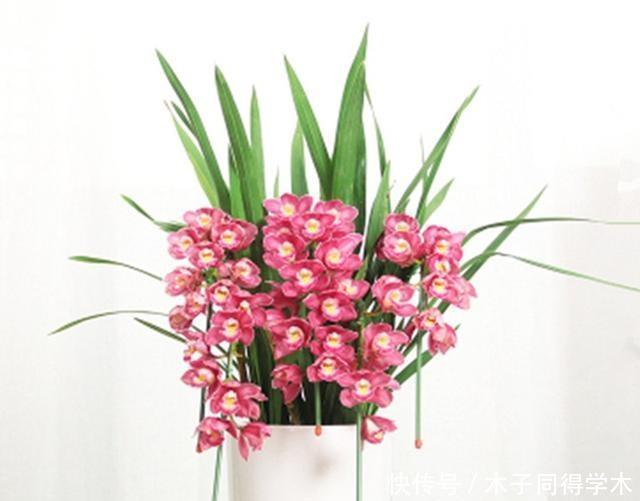 蝴蝶兰、大花蕙兰总也养不好,养殖经验全在这里,学习了