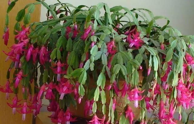 做好这几点,蟹爪兰到了夏天也不怕,轻松度过高温期