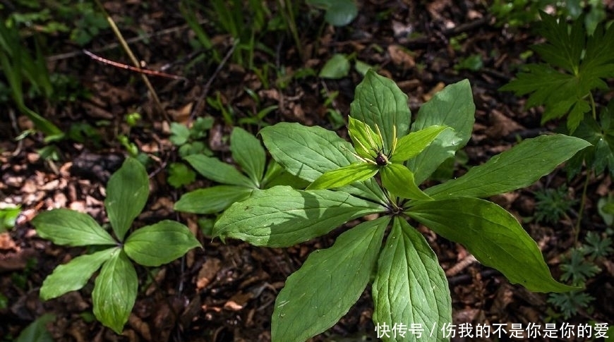 在农村这种野草随处可见，关键时刻能救命